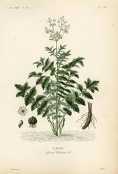 nurmenkurkku tai simavierre, Filipendula ulmaria, Spiraea ulmaria, Ulmaire