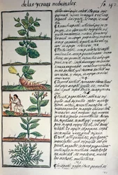 Lääkekasvit, teksti nahuatiksi, faksimilesta Bernardino de Sahagunin käsikirjoituksesta General History of Things of New Spain, joka tunnetaan myös nimellä Florentine Codex