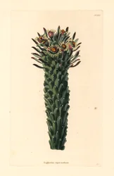 Meduusan pää, Euphorbia caput-medusae. George Cooken käsin värjätty kuparikaiverrus Conrad Loddigesin kasvitieteellisestä kabinetista, Hackney.