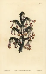 Monadelphous-numme, Erica monadelpha
