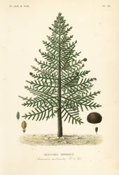 Apinapulmapuu tai Chilen mänty, Araucaria imbricata, Araucaria imbricata, Araucaria imbrique