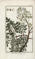Moringa (Moringa oleifera). Litografia Johannes Zornin (1739-1799) Alankomaiden teoksesta "Afbeelding der Artseny-Gewassen".