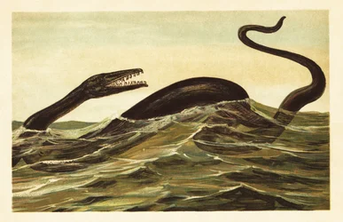 Mosasaurus hoffmannii, sukupuuttoon kuollut vesimatelija.1908 (litografia)