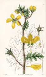 Nasa urens (Hispid loasa, Loasa hispida). Swanin käsin värjätty kuparikaiverrus William Jackson Hookerin kuvituksen mukaan Samuel Curtisin "Botanical Magazine" -lehdestä, Lontoo.