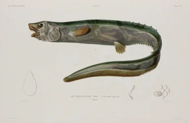 Natacanthus nasus, Islanti, 1800-luvun alku