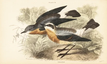 Pohjoinen vehnäkoru, Oenanthe oenanthe. 1889 (kaiverrus)