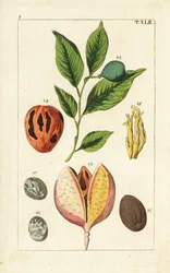 Muskottipähkinä ja muskottipuu, Myristica fragrans.