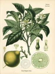 Appelsiini bergamotti, Citrus bergamia. Kromolitografia kasvitieteellisen kuvituksen mukaan, Hermann Adolph Koehlerin teoksesta Medicinal Plants, toimittanut Gustav Pabst, Koehler, Saksa.