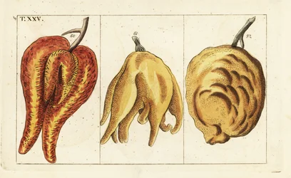 Appelsiinit, epämuodostuneita ja sipulimuotoisia, Citrus aurantium.