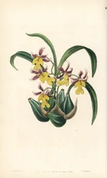 Orkidealajike Oncidium - Oncidium ghiesbreghtianum orkidea (Mr. Warnerin hammaskieli, Odontoglossum warneri var. purpuratum). George Barclayn käsin tekemä kuparipiirros Miss Sarah Draken kuvituksen mukaan, Edwardsin kasvitieteellisestä rekisteristä, e