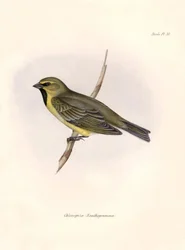 Ornitologia: "Charles Darwinin (1809-1882) Beagle-retkikuntansa aikana havaitseman lintulajin kuvaus. Kilpi teoksesta "The zoology of the voyage of H.M.S. Beagle. Lento. III, Birds described by John Gould, with n