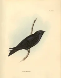 Ornitologia: "Progne modestus": Charles Darwinin Beagle-retkikuntansa aikana kuvaama pääskyjen heimoon kuuluva "Progne modestus". Kuvataulu kirjasta "The zoology of the voyage of H.M.S. Beagle" (H.M.S. Beaglen matkan eläintiede). Lentäminen. III, Birds des