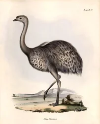 Ornitologia: Nandou de Darwin tarkkailee ja kuvailee Charles Darwinin Beagle-retkikuntansa aikana tekemiä havaintoja "Rhea Darwinii". Lautanen teoksesta "The zoology of the voyage of H.M.S. Beagle. Lento. III, John Gouldin kuvaamat linnut ja niiden elinymp