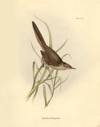 Ornitologia: "Synallaxis rufogularis", jonka Charles Darwin kuvasi Beaglen tutkimusmatkansa aikana. Kilpi teoksesta "The zoology of the voyage of H.M.S. Beagle. Lentäminen. III, Birds described by John Gould, with notice of their habits by Charles Darwin".