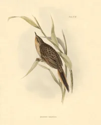 Ornitologia: "Synallaxis rufogularis", jonka Charles Darwin kuvasi Beaglen tutkimusmatkansa aikana. Kilpi teoksesta "The zoology of the voyage of H.M.S. Beagle. Lentäminen. III, Birds described by John Gould, with notice of their habits by Charles Darwin".