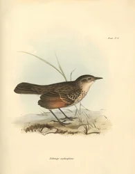 Ornitologia: "Hymenops perspicillata", joka kuuluu lintuperheeseen, jonka Charles Darwin kuvasi tutkimusmatkallaan Beaglella. Kilpi teoksesta "The Zoology of the voyage of the H.M.S. Beagle under the command of Captain Fitzroy during the years 1832 to