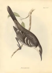 Ornitologia: Mimus trifasciatus, jonka Charles Darwin kuvasi Beaglen tutkimusmatkallaan. Kilpi teoksesta "The Zoology of the voyage of the H.M.S. Beagle under the command of Captain Fitzroy during the years 1832 to 1".