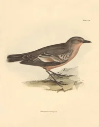 Ornitologia: Taenioptera variegata, jonka Charles Darwin kuvasi tutkimusmatkallaan Beaglella. Kilpi teoksesta "The Zoology of the voyage of H.M.S. Beagle under the command of Captain Fitzroy during the years 1832 to 1836 edited and supe