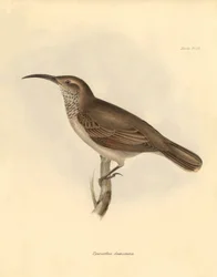 Ornitologia: Upercerthia dumetaria, jonka Charles Darwin kuvasi tutkimusmatkallaan Beaglella. Kilpi teoksesta "The Zoology of the voyage of H.M.S. Beagle under the command of Captain Fitzroy during the years 1832 to 1836 edited and supe