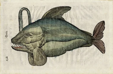 Orque (hirviömäinen orcan tai epaulardin esitys) elokuvassa "Ulyssis Aldrouandi...". De piscibus libri V et de cetis lib. vnus/Ioannes Cornelius Vteruerius... collegit; Marc. Antonius Bernia in lucem restituit... ", käsittelee Ulissin luonnonhistoriaa.