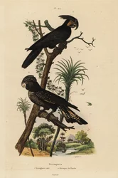 Palmukakadu, Probosciger aterrimus, ja punapyrstökakadu, Calyptorhynchus banksii, musta suurinokkainen kakadu ja Banksin papukaija