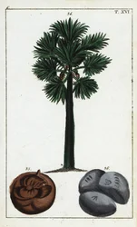 Palmyra-palmu, Borassus flabellifer.