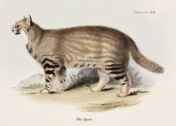 Pampas-kissa, Etelä-Amerikka, n. 1832-1836