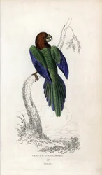 Parakeet pumpadour, Prosopeia tabuensis. Psittacus tabuensis. Joseph Kiddin litografia, joka perustuu John Audubonin piirrokseen, teoksessa Miscellany of Natural History: Papukaijat, Sir Thomas DiK Lauder ja kapteeni Thomas Brown, julkaistu Edinburghissa, 