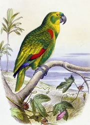 Papukaija, jolla on sininen etupää, n. 1850 (kaiverrus).