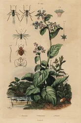 Persikkakirva, Myzus persicae 1, ruusukirva, Macrosiphum rose 2, Virginia bluebells, Mertensia pulmonarioides 3 ja lutika, Cimex lectularius 4