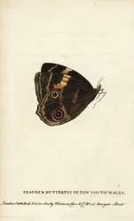 Uuden Etelä-Walesin riikinkukkoperhonen. Käsin väritetty kuparikaiverrus julkaisusta "The Naturalist