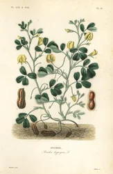 Maapähkinä tai maapähkinä, Arachis hypogaea, Arachide