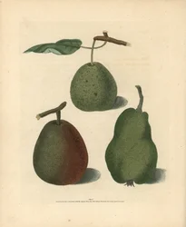 Pyrus communis -päärynälajikkeet: Cressan, Gansell