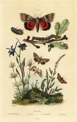 Hernekukka, Periphanes delphinii 1, puuvillamullamato, Helicoverpa armigera 2, keltainen alussiipi, Anarta myrtilli 3 ja suuri keltainen alussiipi, Noctua pronuba, toukka ja pupa 4. Noctuelles perhoset