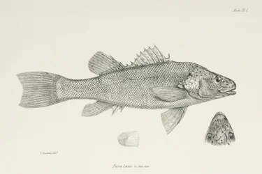 Ahven, n. 1832-1836
