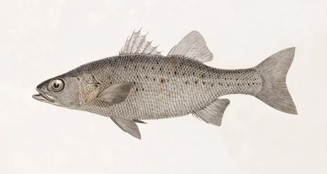 Perche Noct, lähikuva