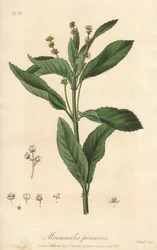 Perennial mercuriale tai monivuotinen tai koiran kaali (Mercurialis perennis) - William Clarken vahva vesi John Stephensonin ja James Morss Churchillin "Medical Botanical, Description of the Medicinal Plants of London, Edinburgh and Dublin" -kirjan kuvituk