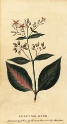Perun kuori, Cinchona officinalis., 1800 (kaiverrus)
