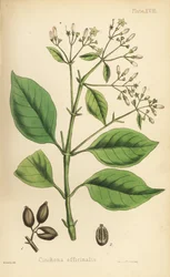 Perulainen kuoripuu tai kiniinipuu, Cinchona officinalis. Henry Sowerbyn tekemä käsin väritetty litografia Edward Hamiltonin teoksesta Flora Homeopathica, Bailliere, Lontoo.