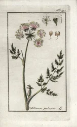 Peucedan suopersilja (Selinum marsh). Litografia Johannes Zornin (1739-1799) Alankomaiden teoksesta "Afbeelding der Artseny-Gewassen".