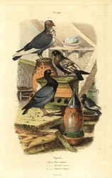 Pigeon Columba livia rodut: tavallinen turkkikyyhky, Swiss Golden Bay, Bastard Bagadais