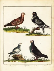 Kyyhkyset: Puolan kyyhkynen, pouter, särmäkyhky ja turbit. 1792 (kaiverrus)