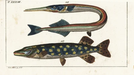 Hauki - Orphia - Hauki, Esox lucius 117, ja merinuoliainen, Belone belone 118. Käsinväritetty kuparipiirros Jacob Nilsonin mukaan Gottlieb Tobias Wilhelmin luonnonhistoriallisesta tietosanakirjasta: Fish, Augsburg