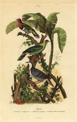 Vaaleanpunainen kyyhkynen, Ptilinopus porphyreus, Buru vihreä kyyhkynen, Treron aromaticus ja Luzonin verenvuotosydän, Gallicolumba luzonica