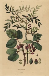 Pistaasipähkinäpuu, Pistacia vera