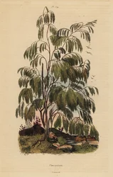 Plocama pendula pensas