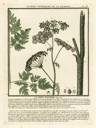 Poison hemlock, Conium maculatum.