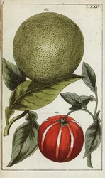 Pomelo tai pummelo, Citrus maxima.