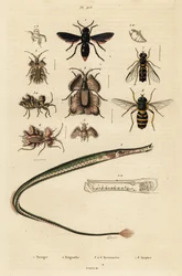 Potterampiainen, piippukala, kultamunakärpäs ja hoverfly., 1834-1839 (kaiverrus)