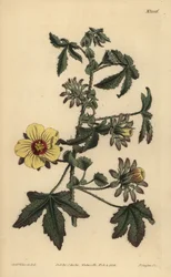 Piikikäsvartinen hibiscus, Hibiscus surattensis
